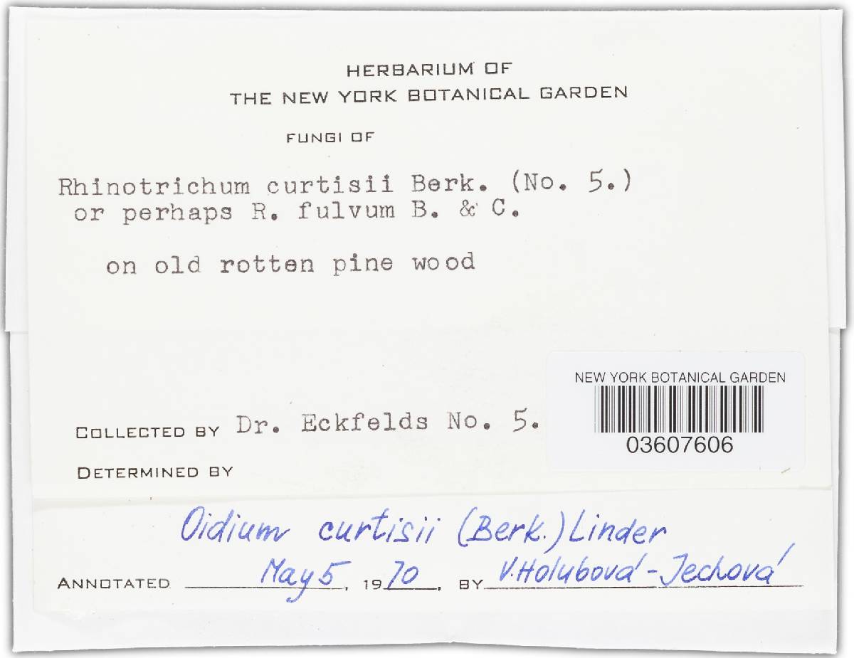 Haplotrichum curtisii image
