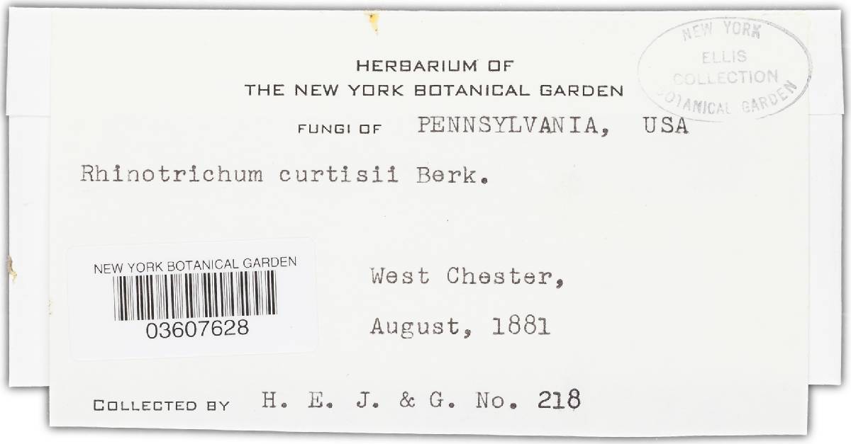 Botryobasidiaceae image