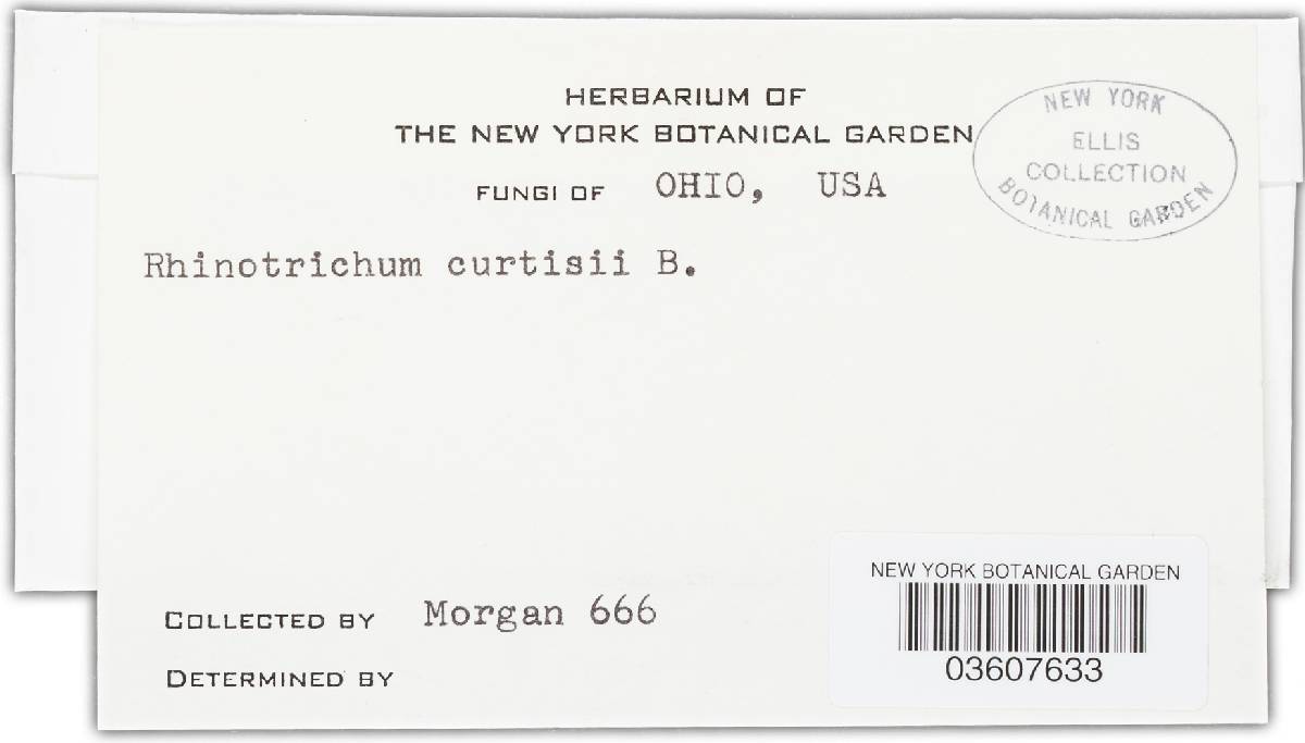 Haplotrichum curtisii image