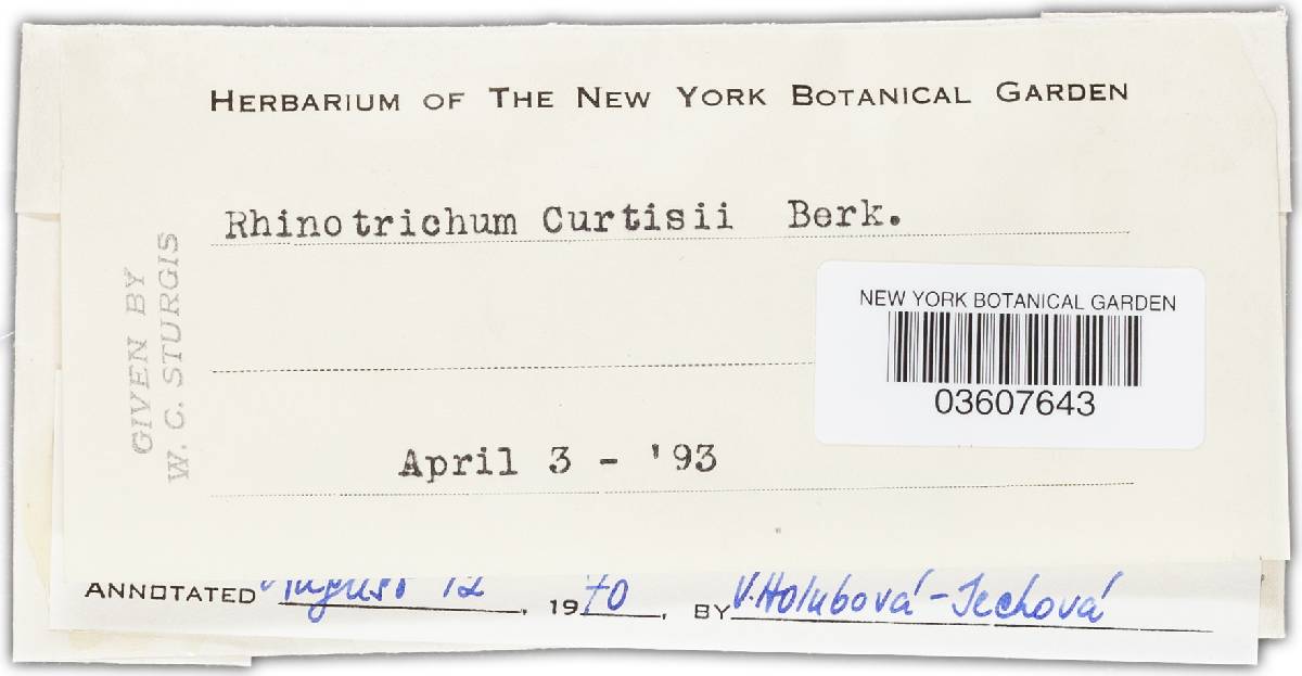 Haplotrichum curtisii image