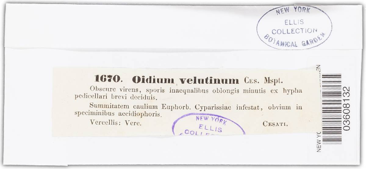 Oidium velutinum image