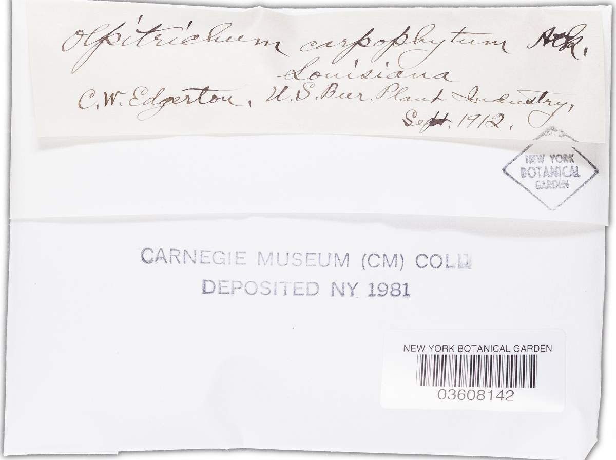 Olpitrichum carpophilum image