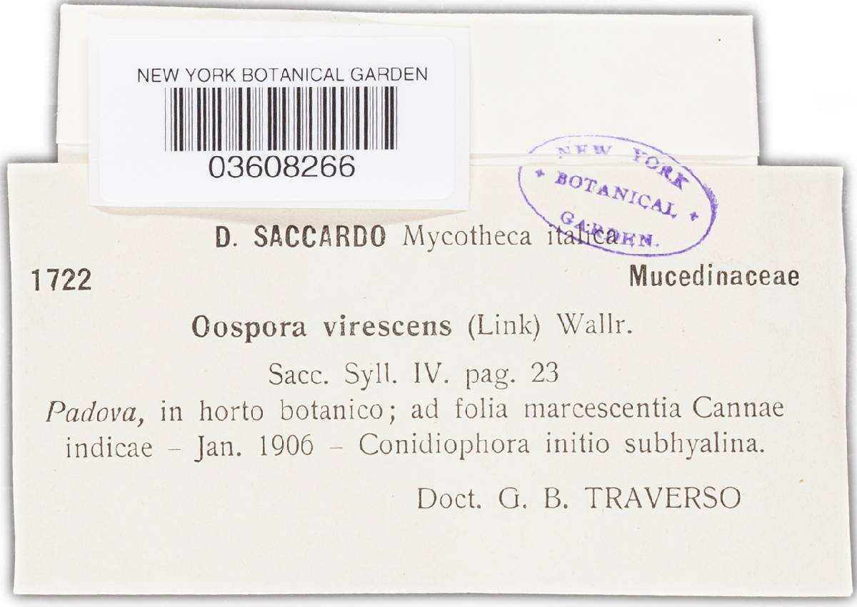 Oospora viridescens image
