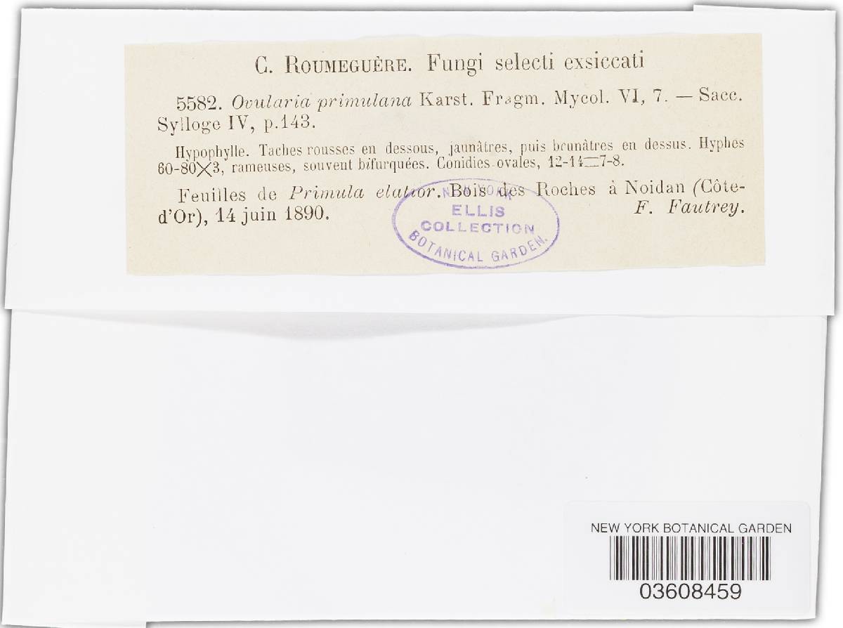 Ovularia primulana image