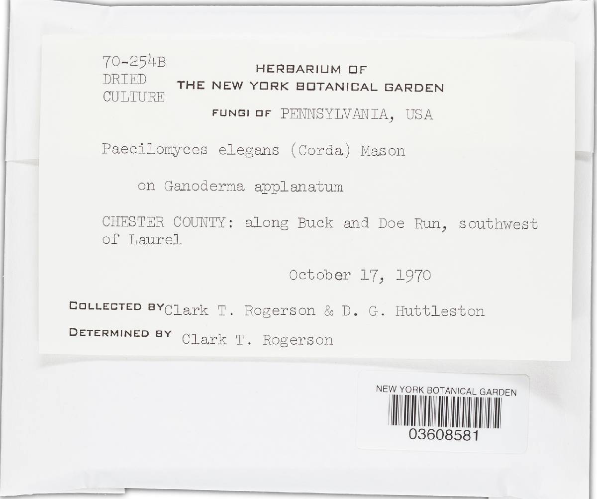 Mariannaea elegans var. elegans image