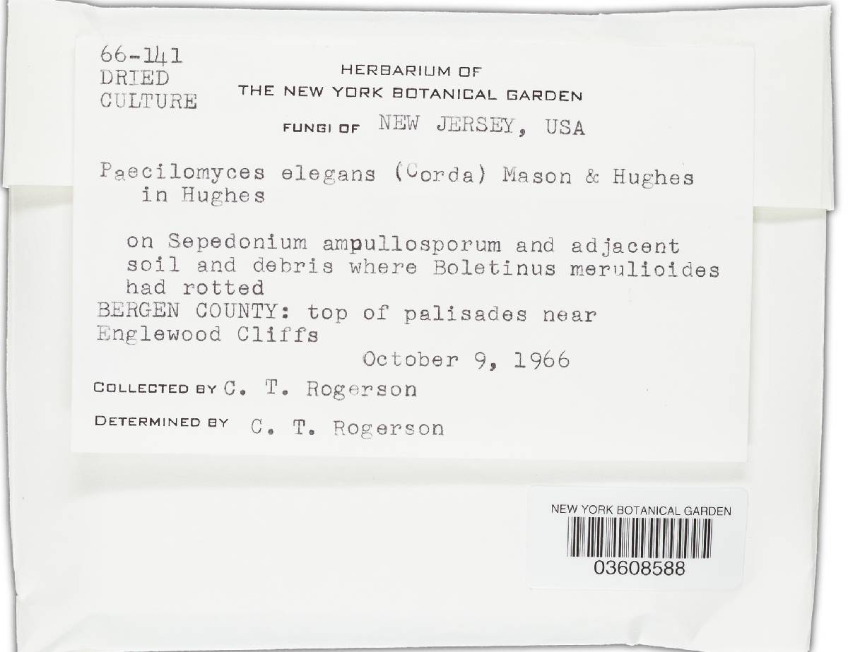 Mariannaea elegans var. elegans image