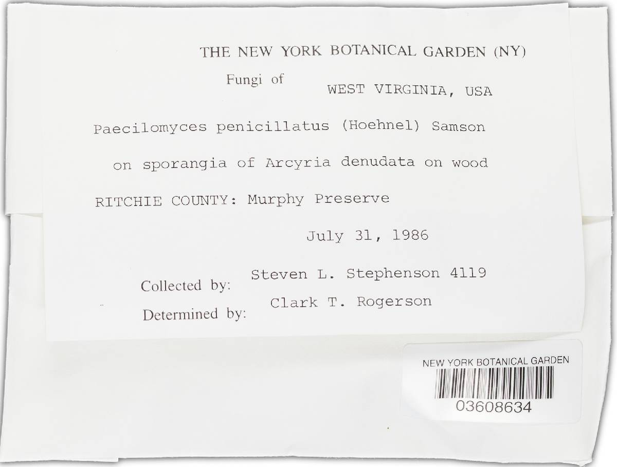 Paecilomyces penicillatus image