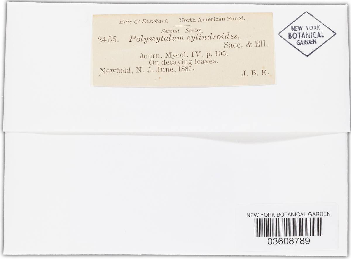 Polyscytalum cylindroides image