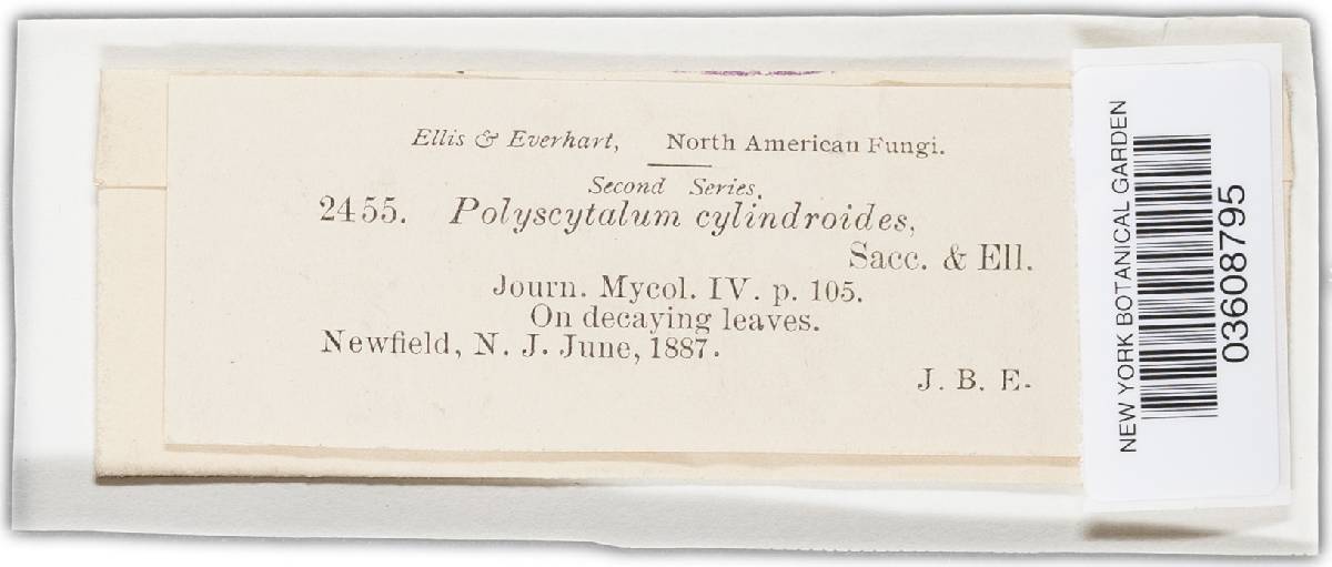 Polyscytalum image