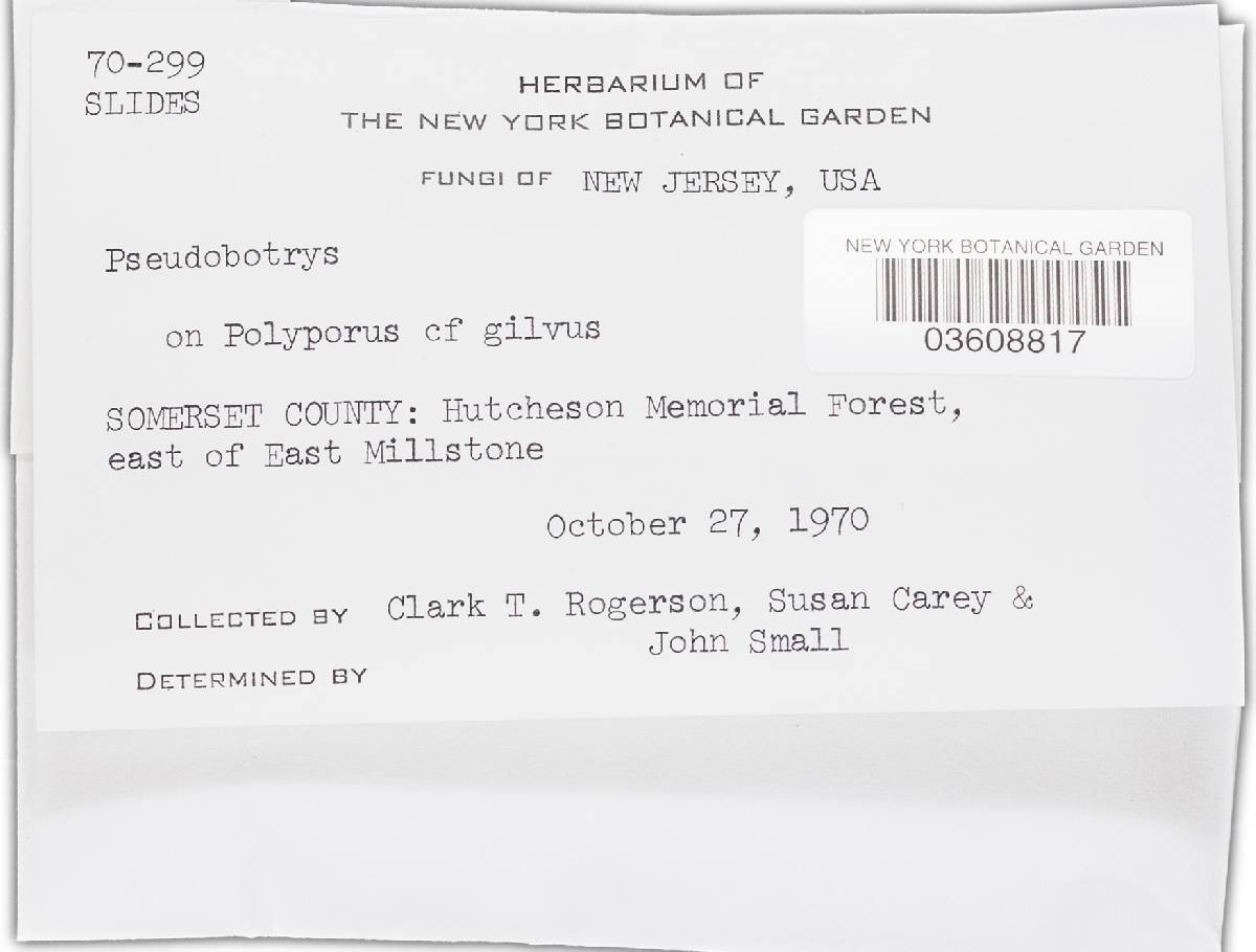 Polyscytalum image
