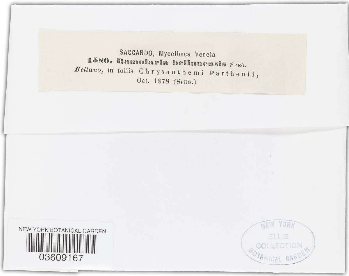 Ramularia bellunensis image