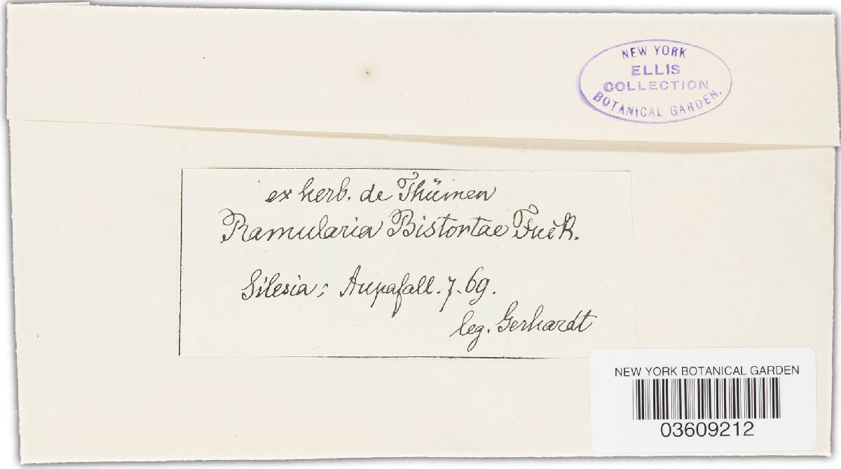 Ramularia bistortae image