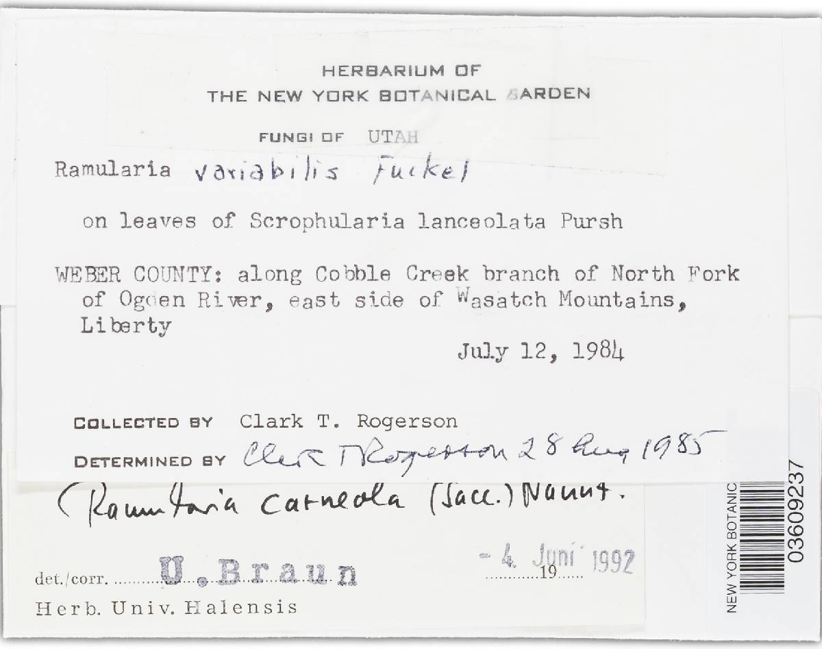 Ramularia carneola image