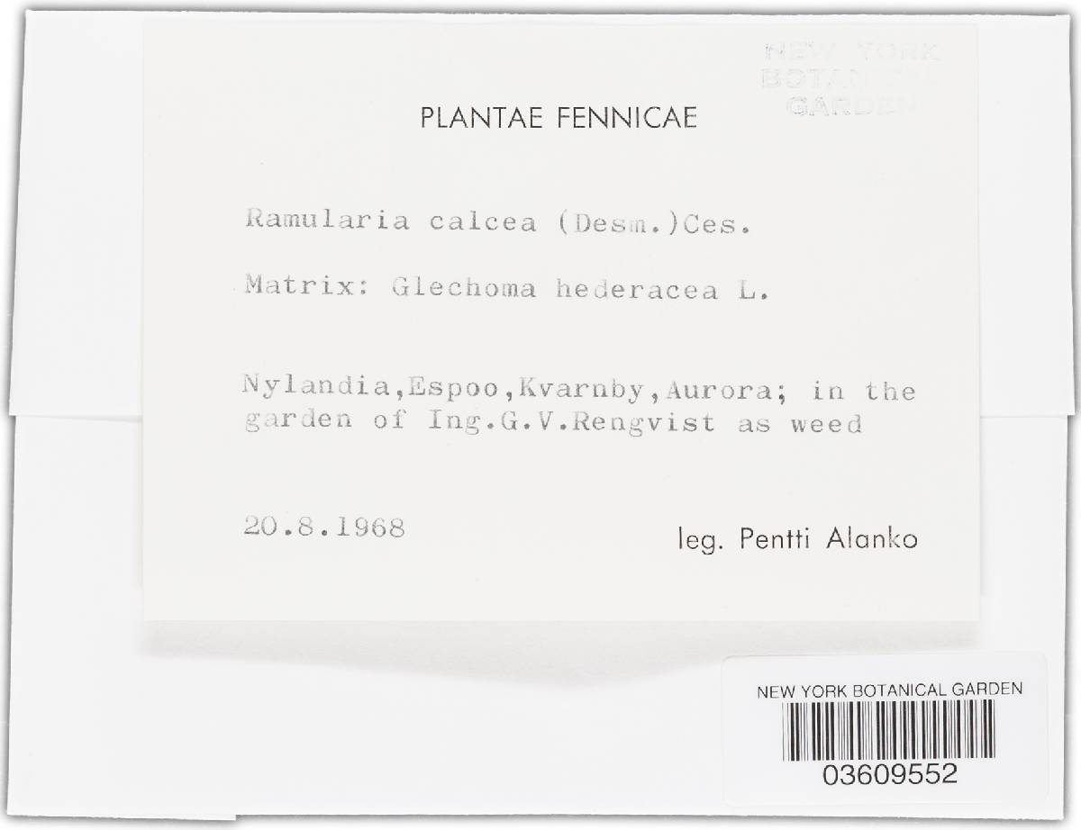 Ramularia glechomatis image
