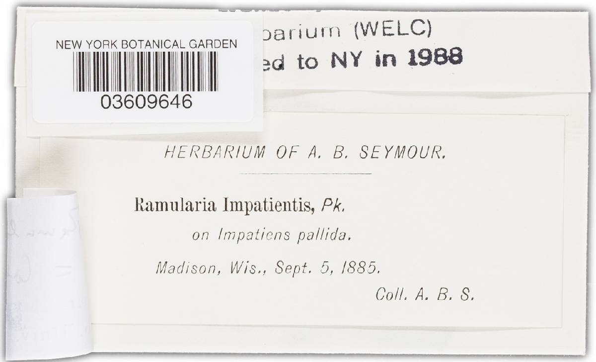 Ramularia impatientis image