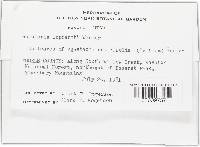 Ramularia lophanthi image