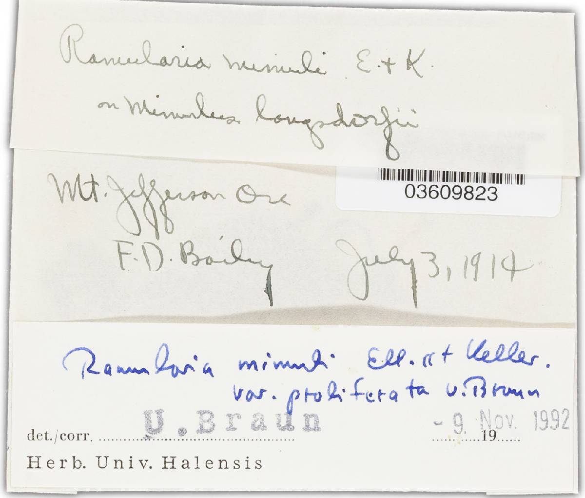 Ramularia mimuli var. proliferata image