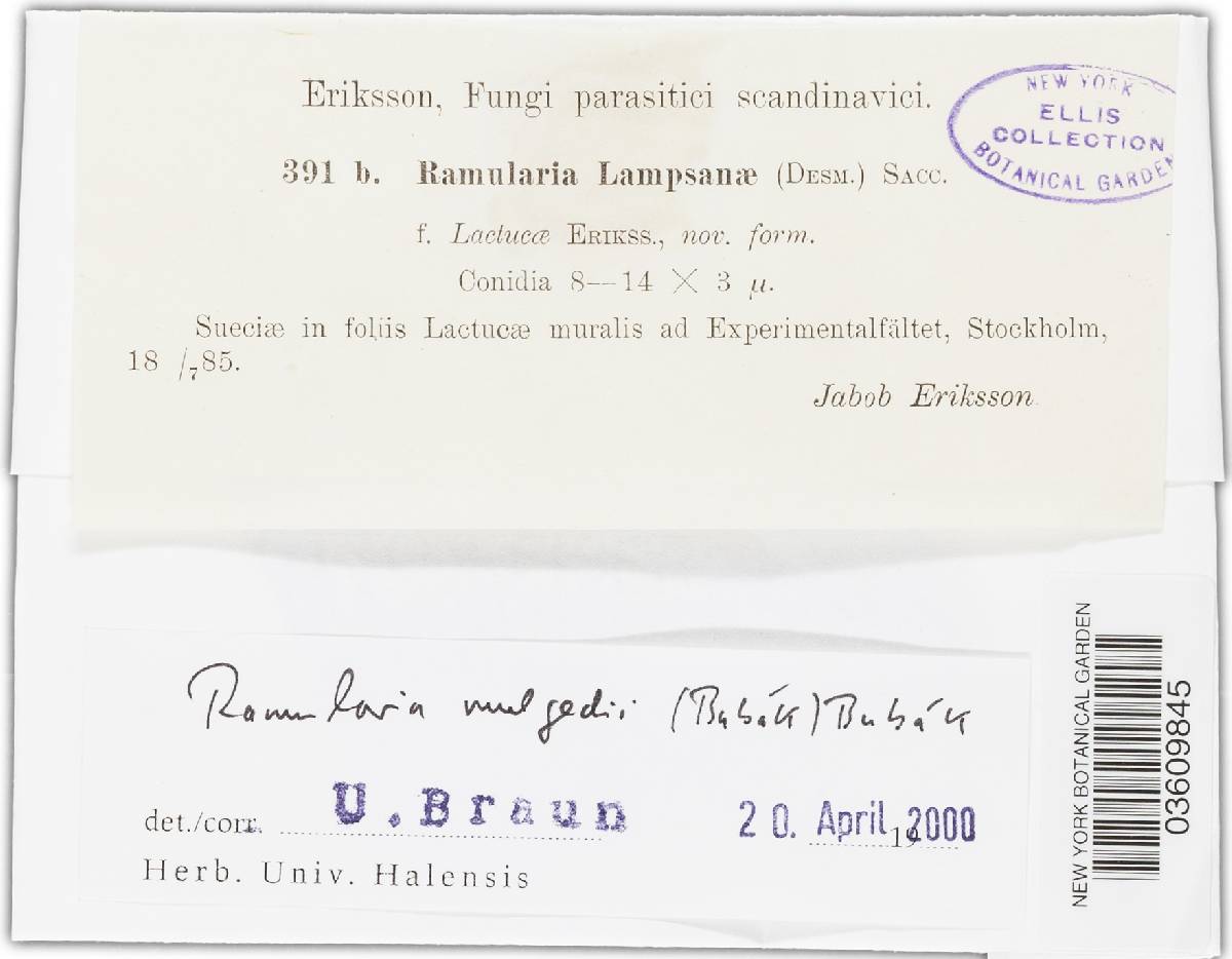 Ramularia mulgedii image
