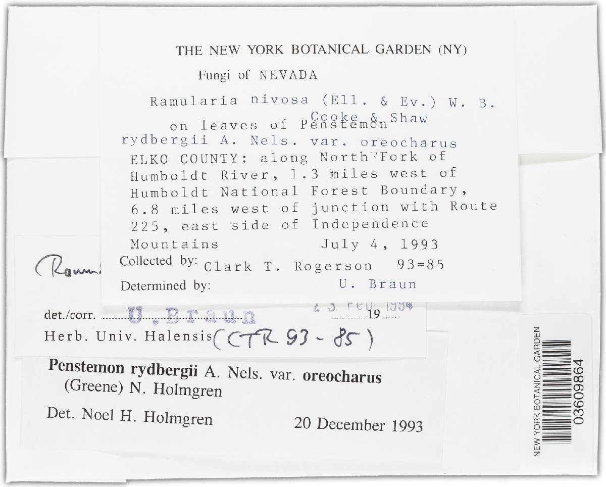 Ramularia nivosa image
