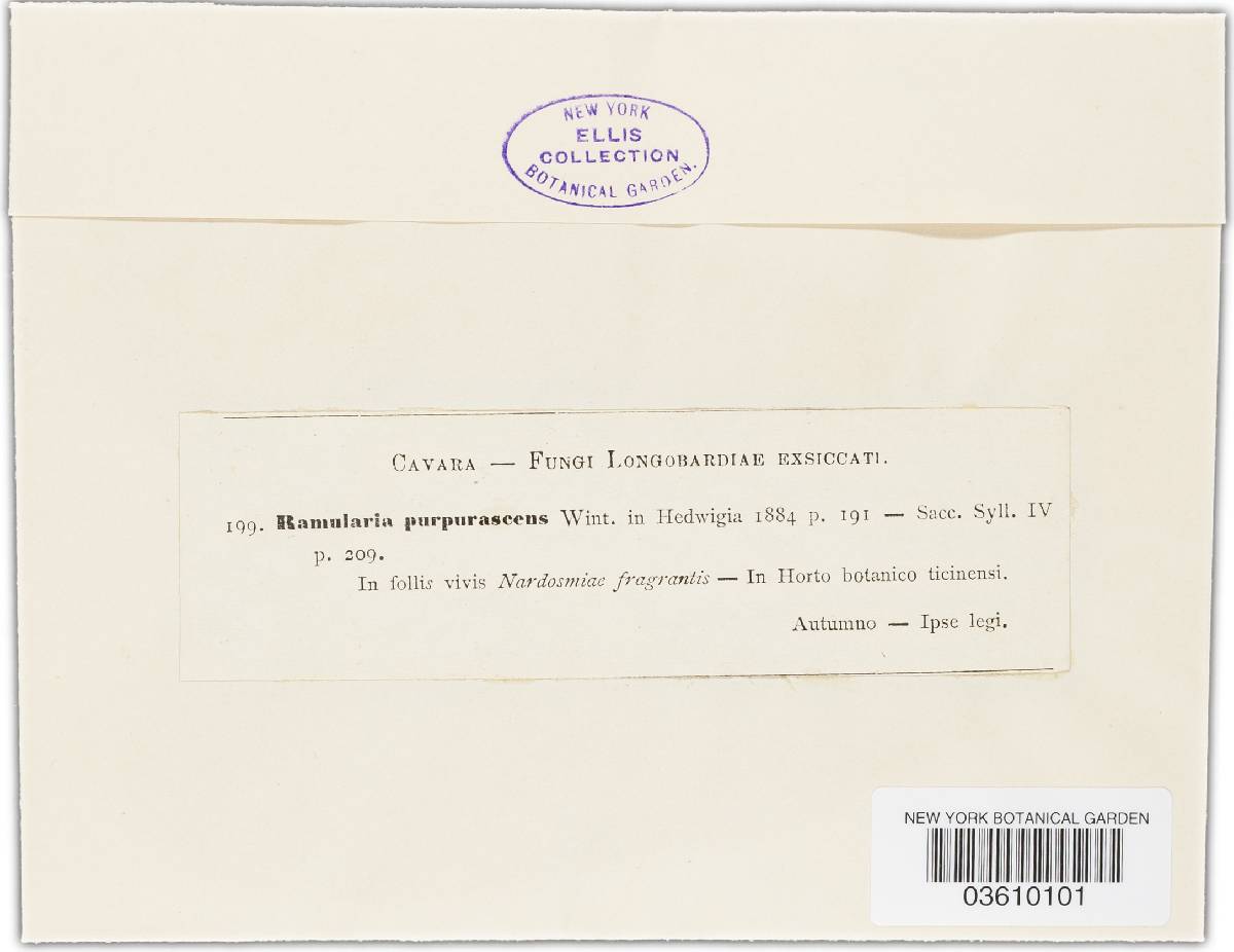 Ramularia purpurascens image