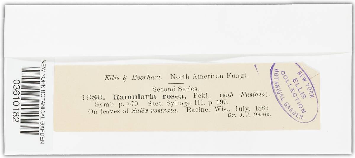 Ramularia rosea image