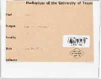 Ramularia rubella image