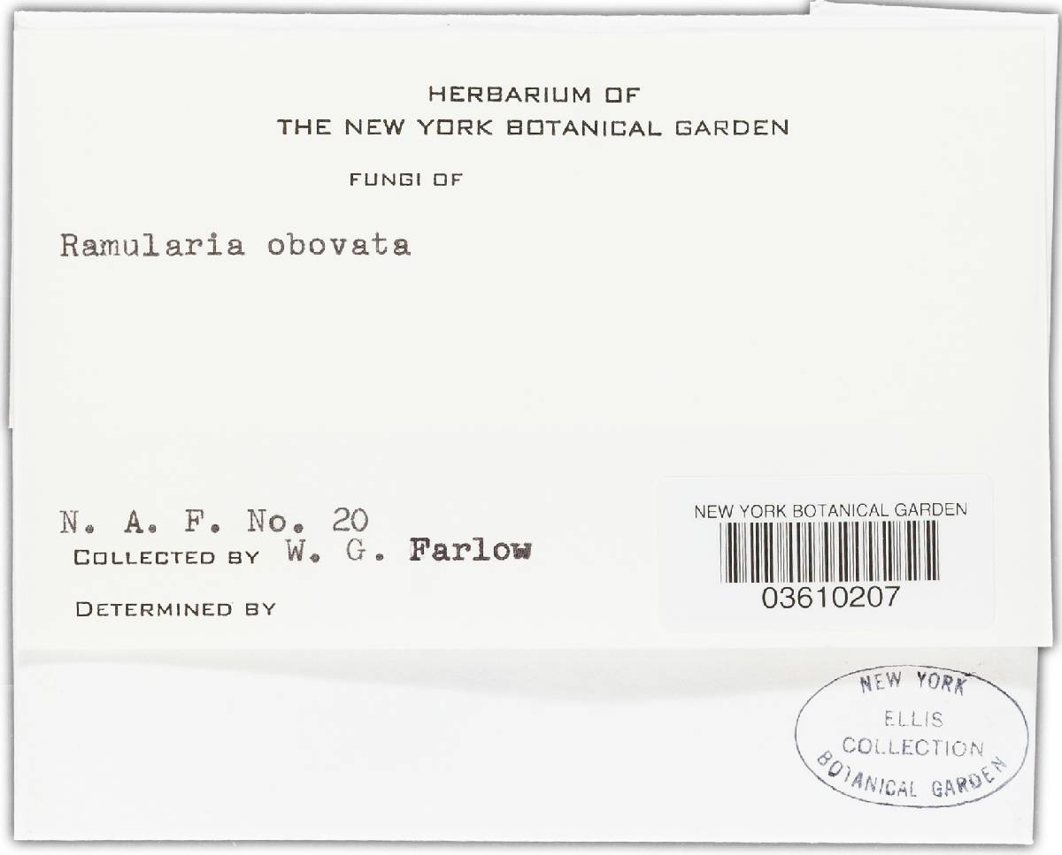 Ramularia rubella image