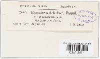 Ramularia schulzeri image