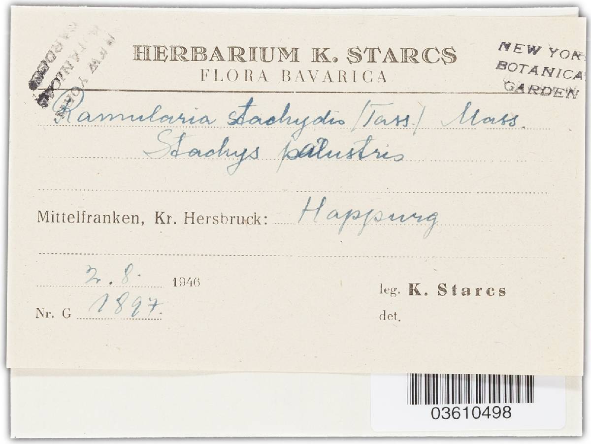 Ramularia stachydis image