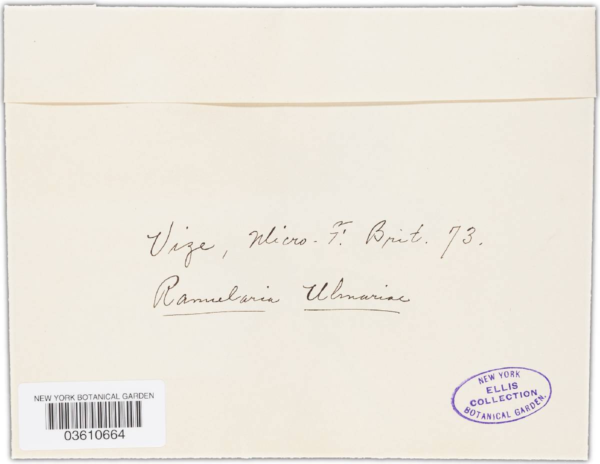 Ramularia ulmariae image