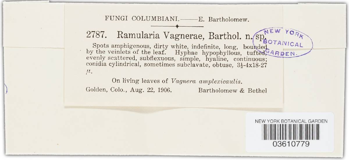Ramularia vagnerae image