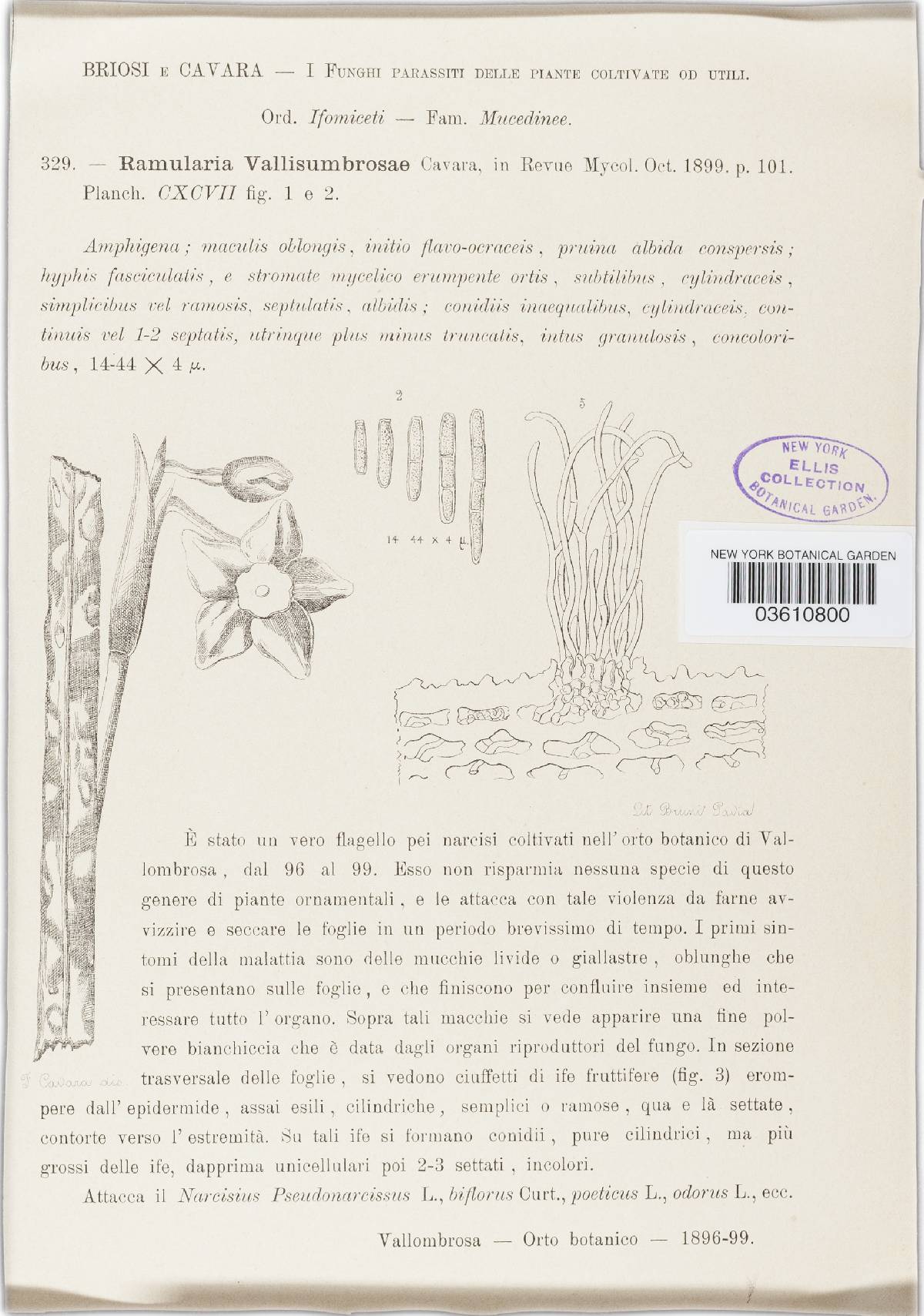 Ramularia vallisumbrosae image