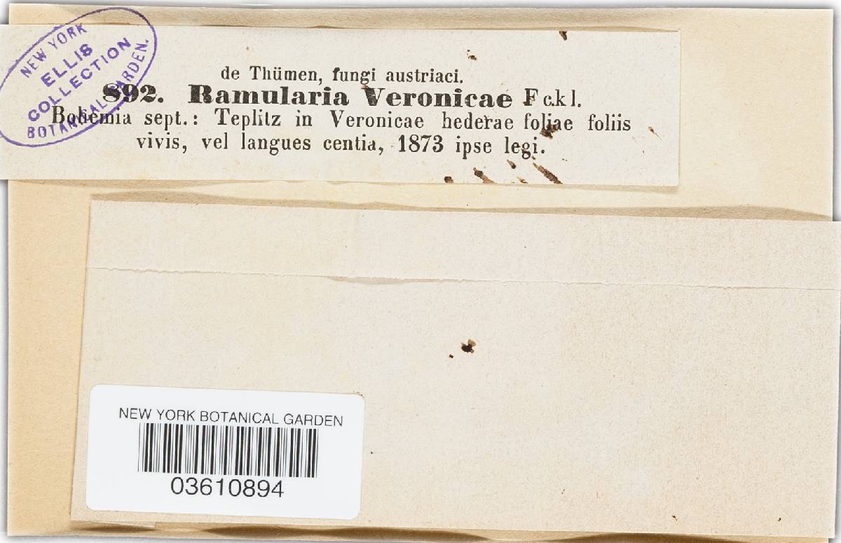 Ramularia veronicae image