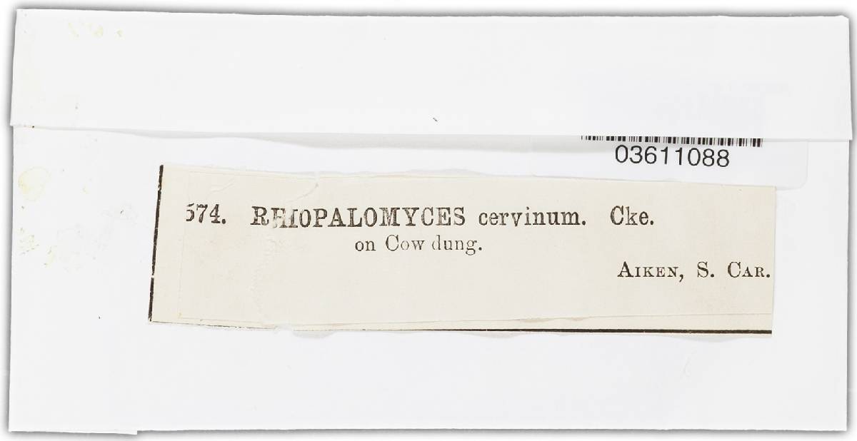 Rhopalomyces cervinum image