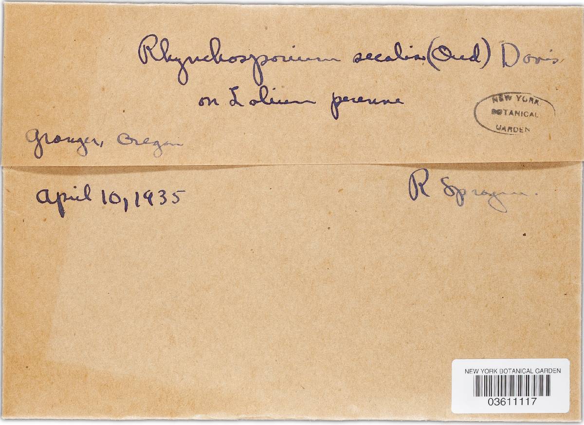 Rhynchosporium secalis image