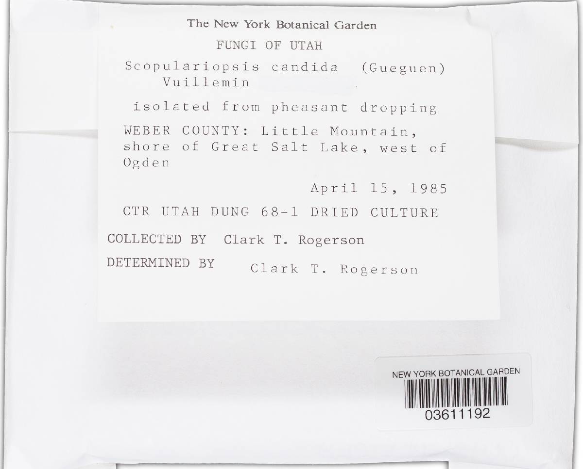 Scopulariopsis candida image