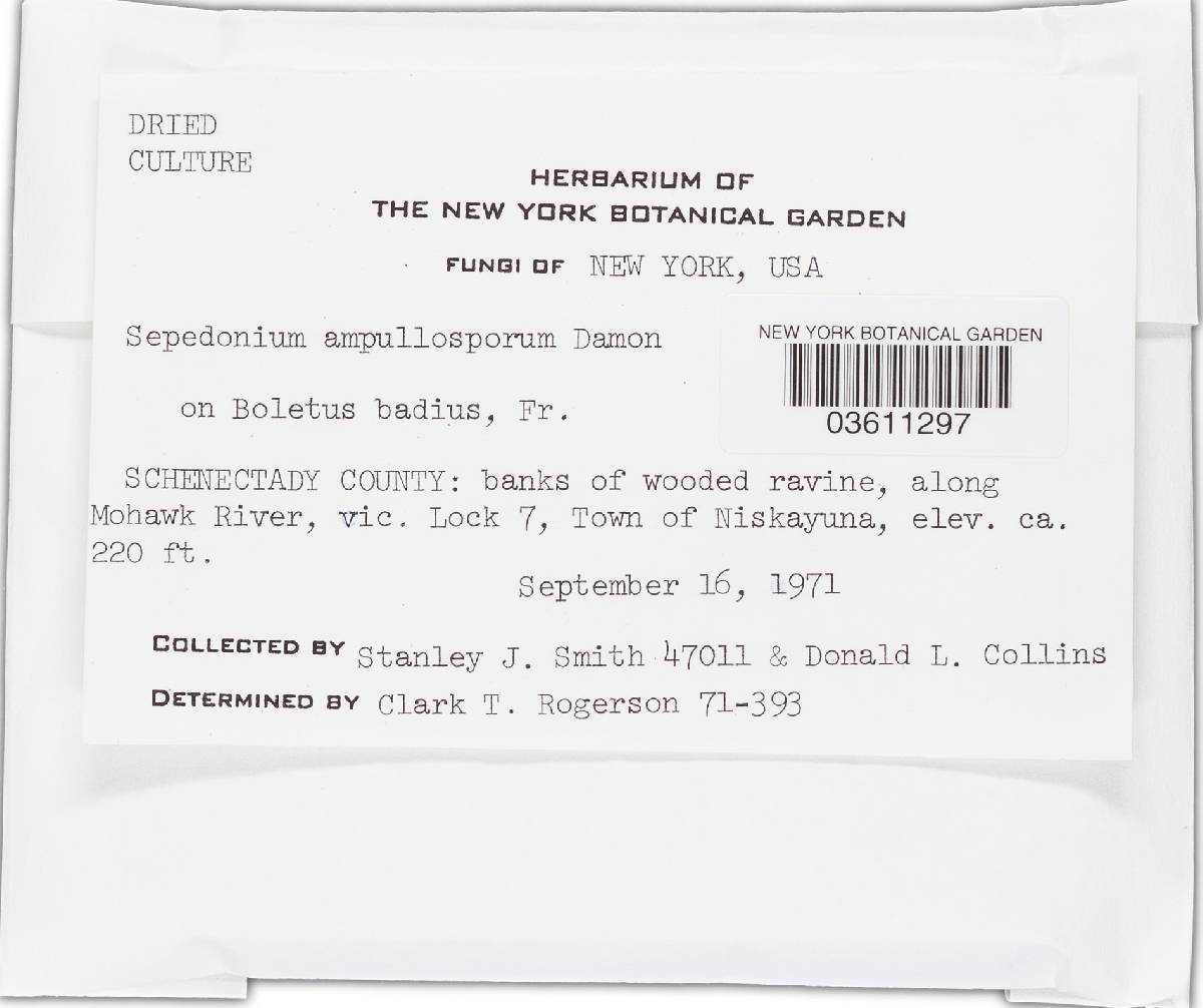 Sepedonium ampullosporum image