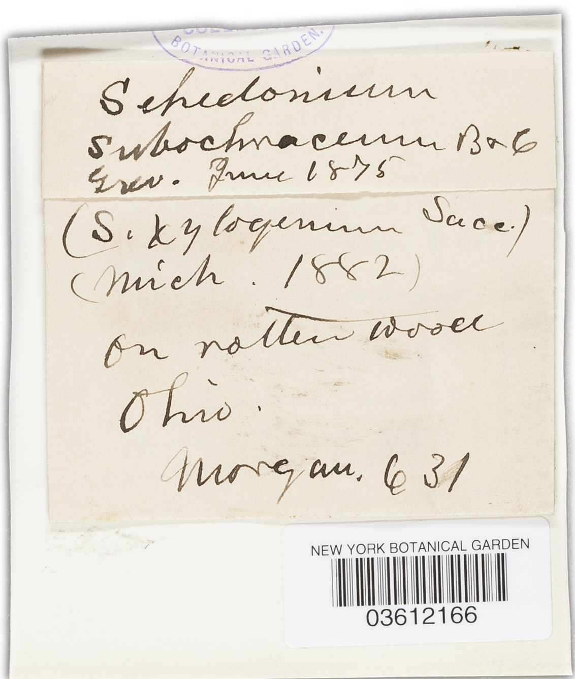 Sepedonium subochraceum image