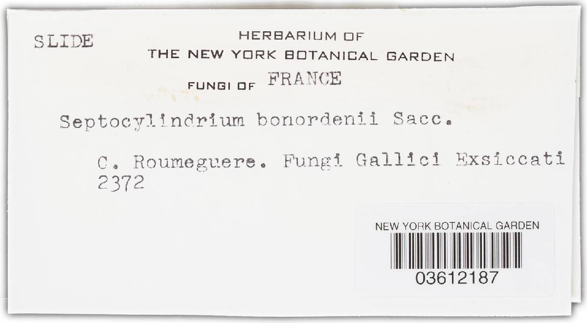 Ramularia septata image