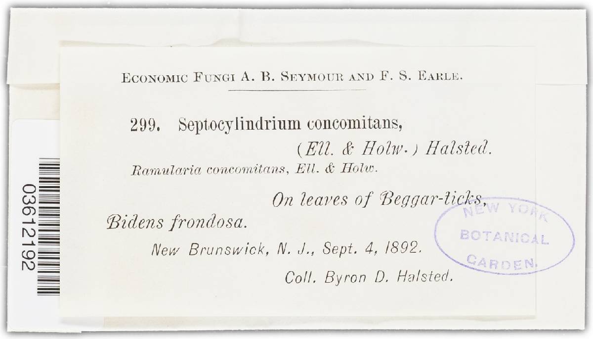 Septocylindrium concomitans image