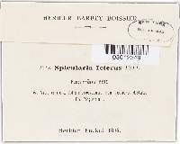 Spicularia icterus image