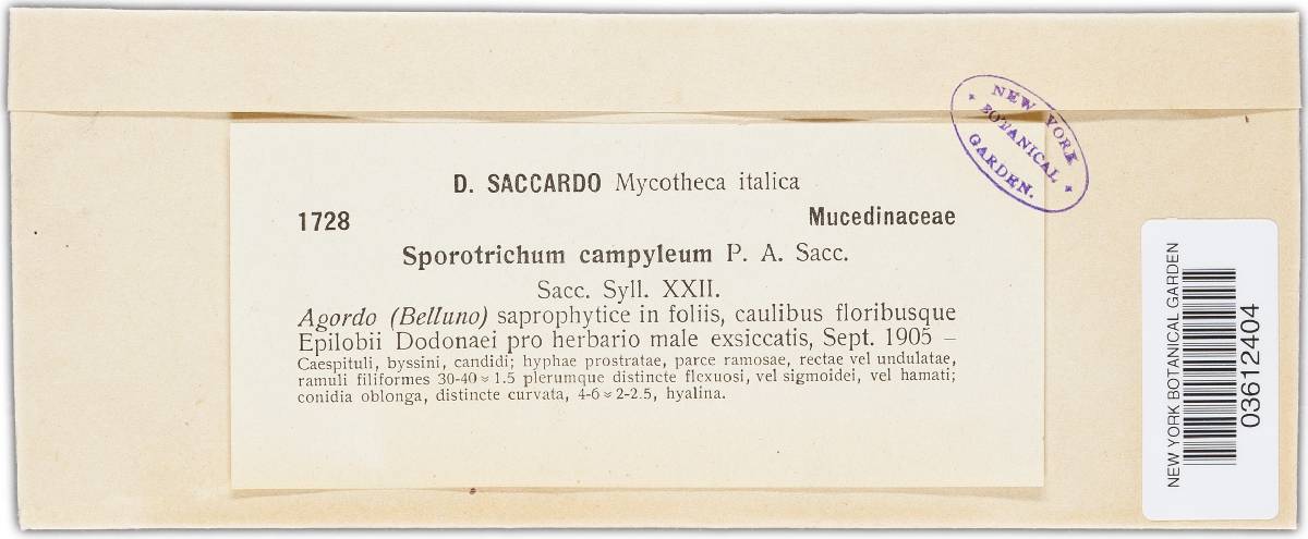 Sporotrichum campyleum image