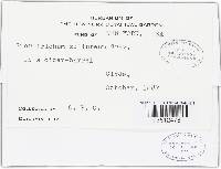 Arthrographis sulphurea image