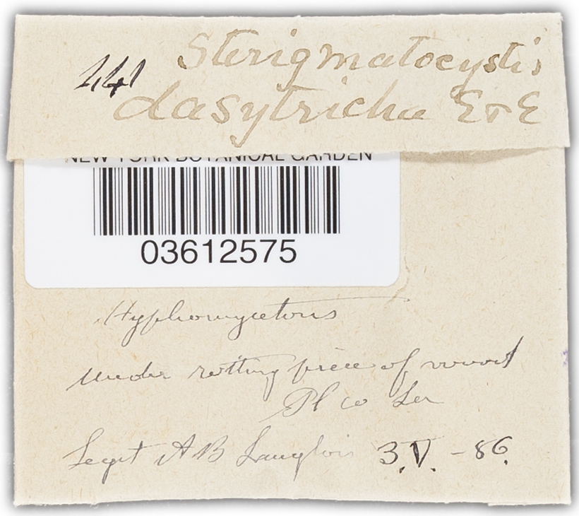 Sterigmatocystis dasytricha image