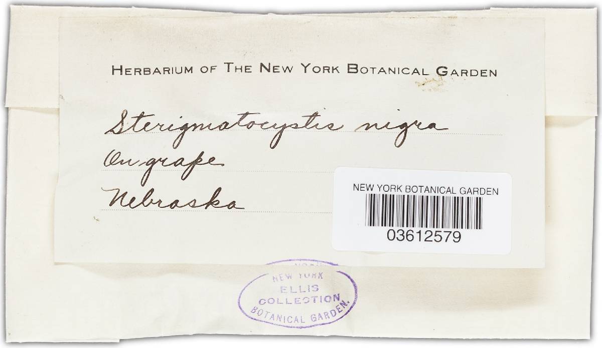 Aspergillus niger var. niger image