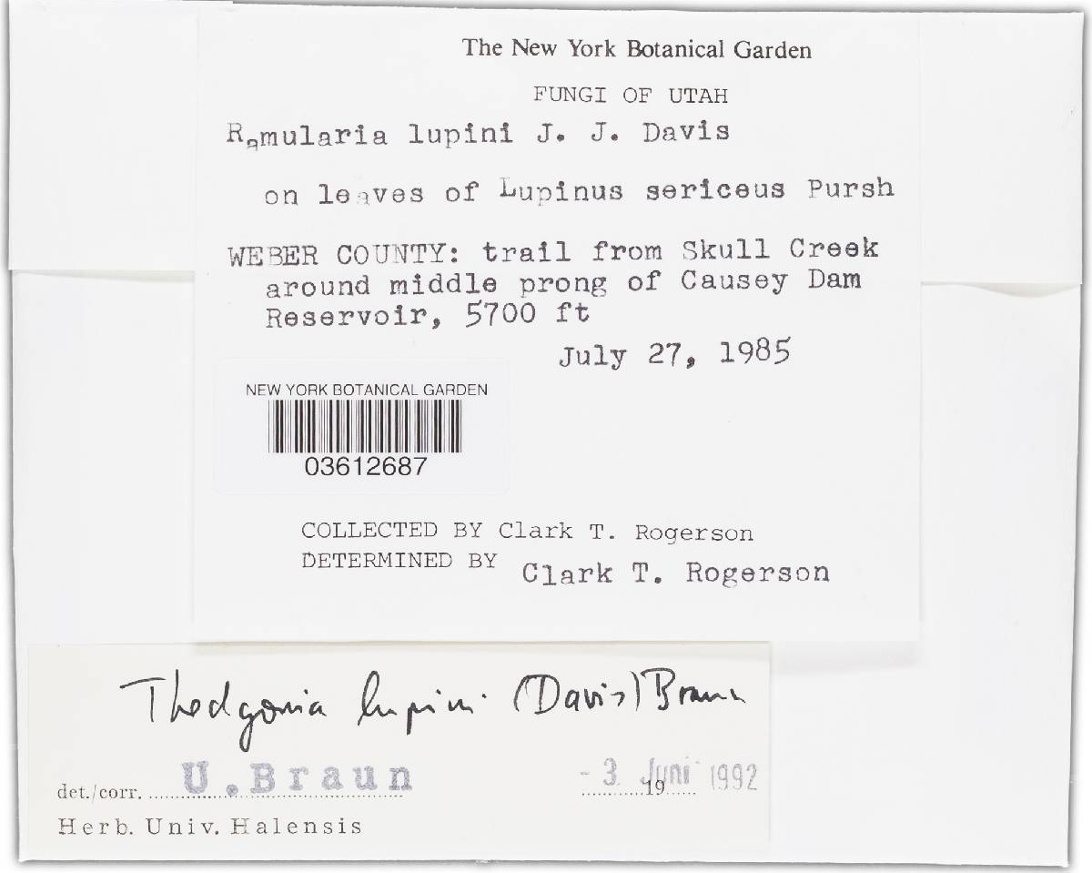 Thedgonia image