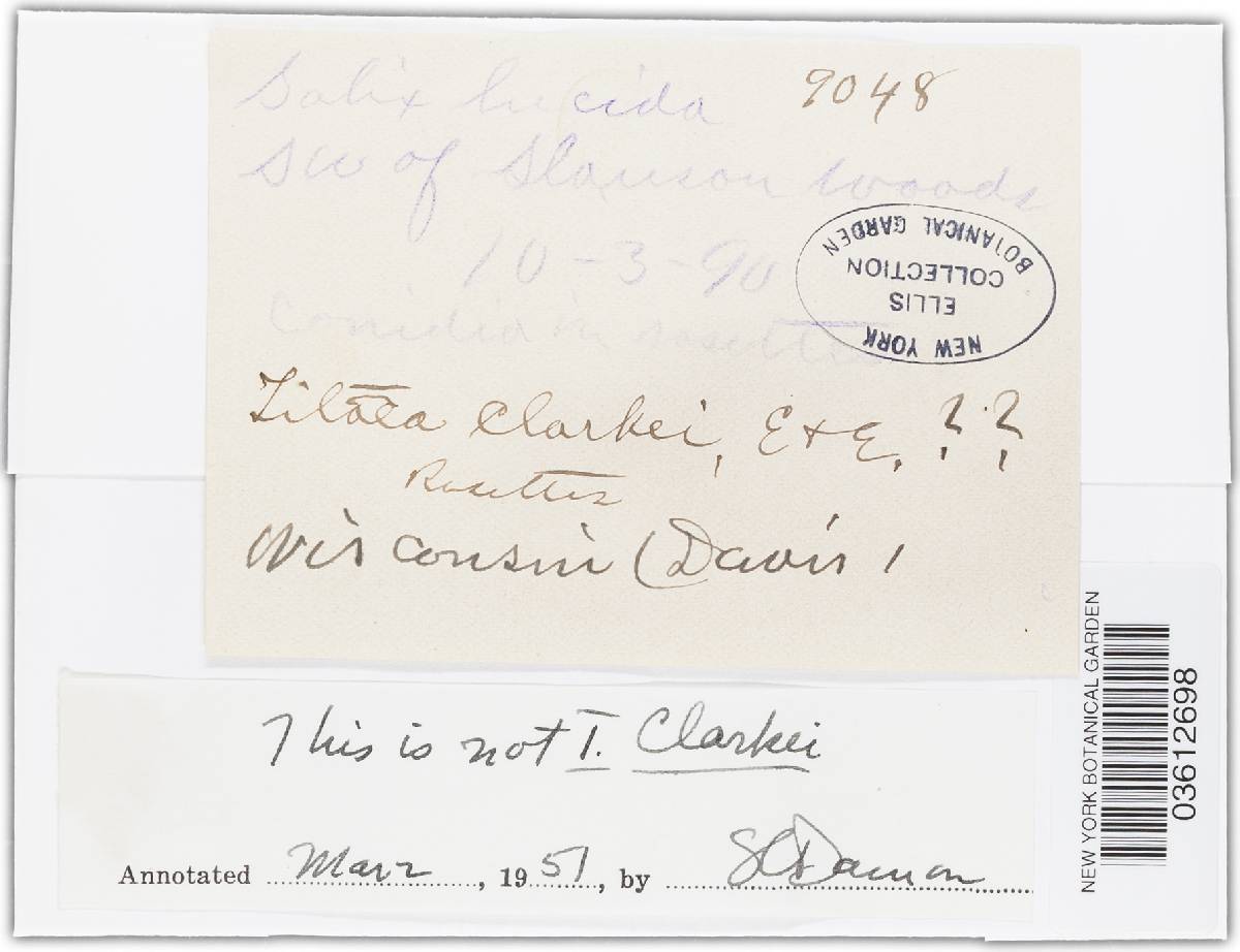 Titaea clarkeae image