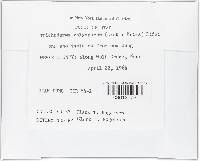 Trichoderma polysporum image