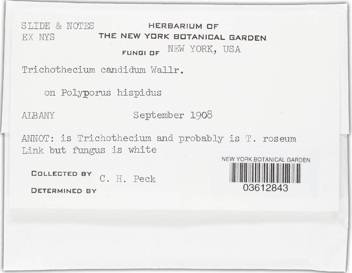 Trichothecium candidum image
