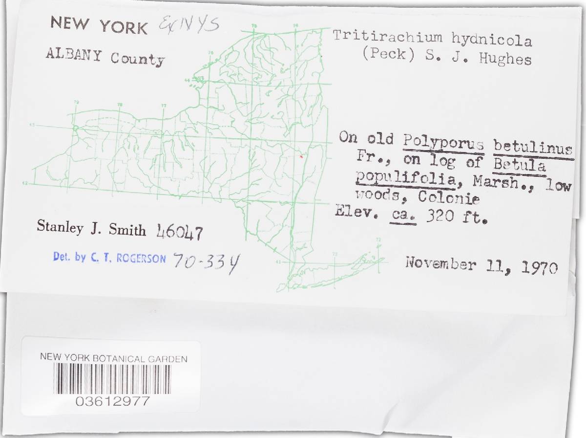 Acrodontium hydnicola image
